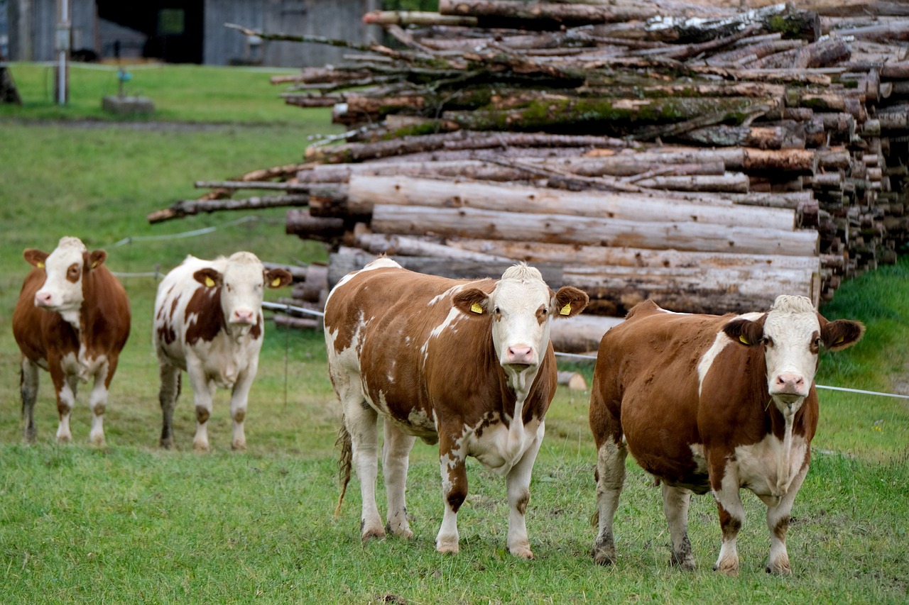 cow, cattle, nature-5717276.jpg